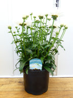 Leucanthemum 'Real Winner' (3ltr)