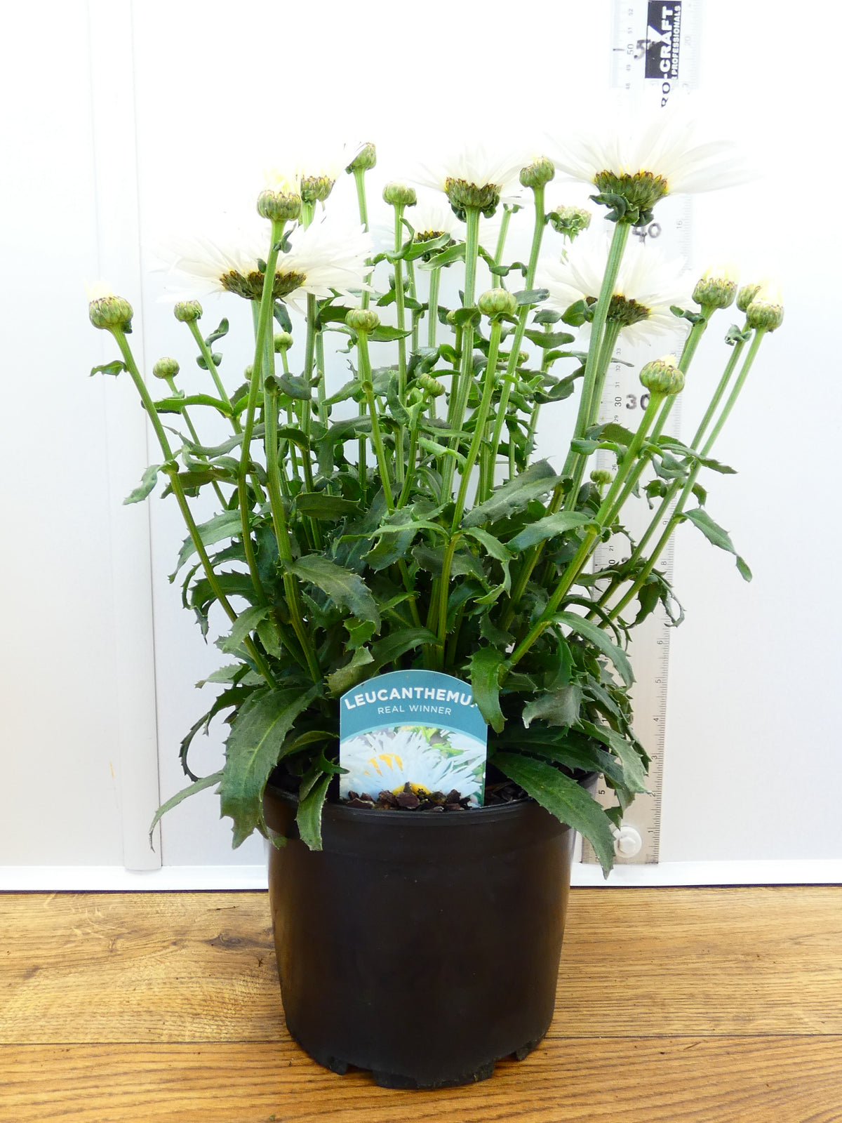 Leucanthemum 'Real Winner' (3ltr)