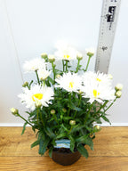 Leucanthemum 'Real Winner' (3ltr)