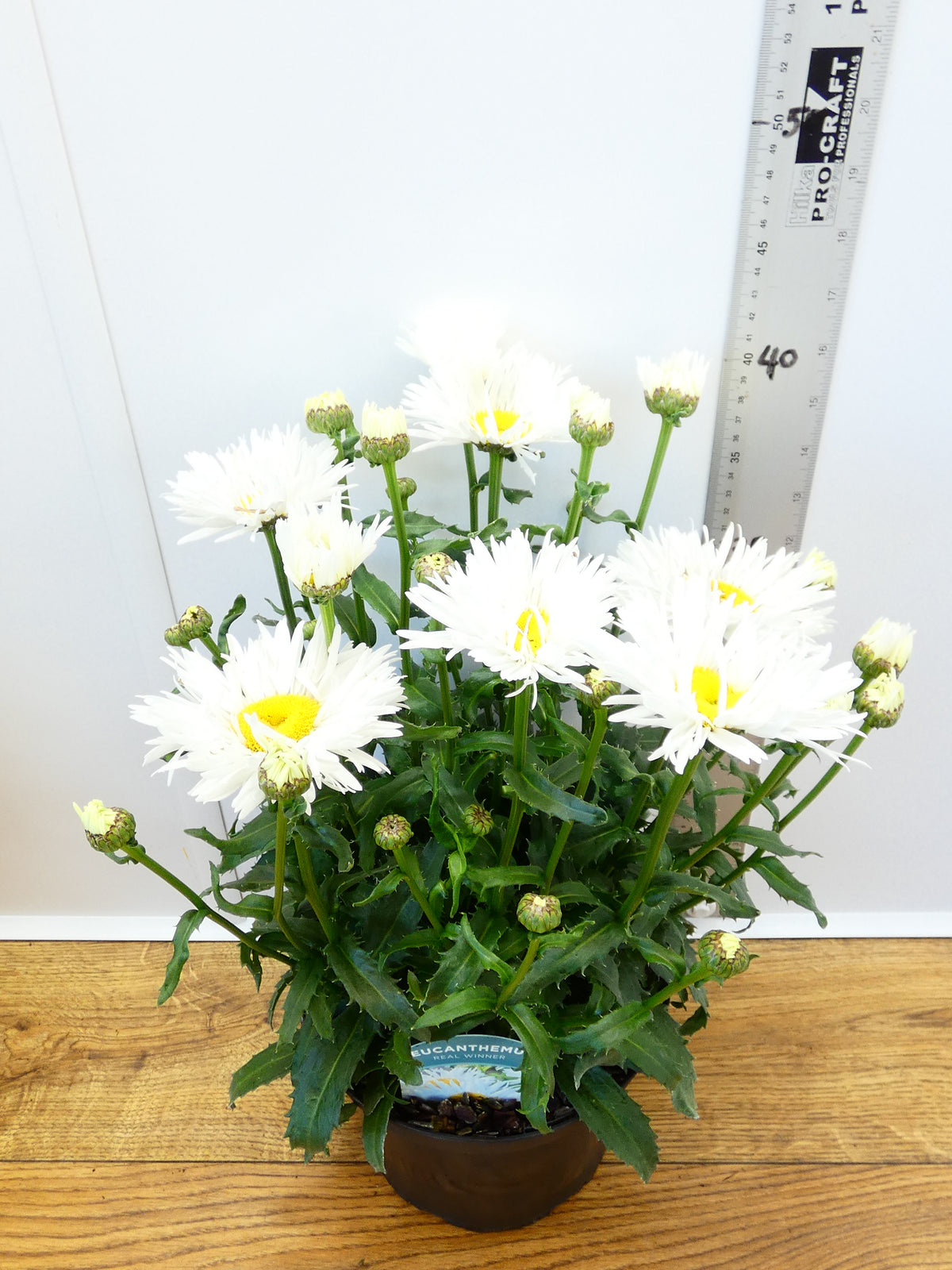 Leucanthemum 'Real Winner' (3ltr)