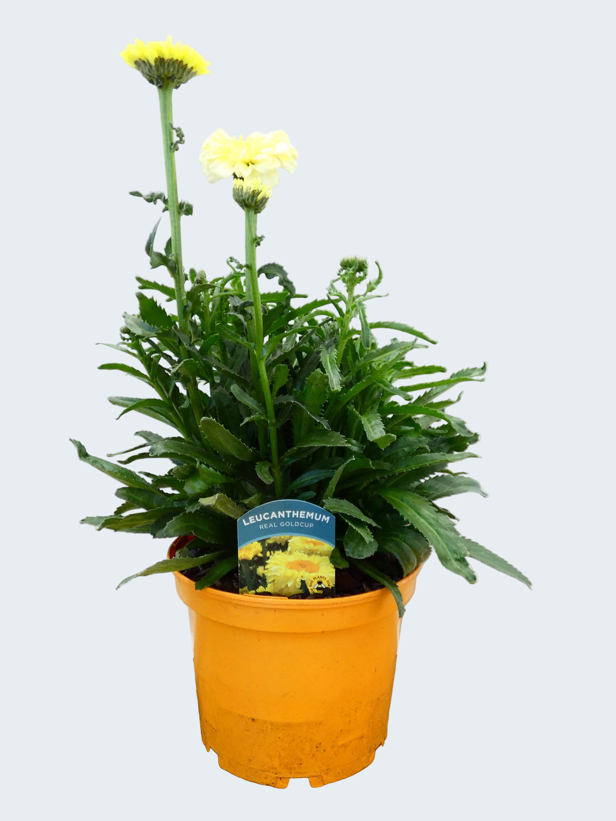 Leucanthemum 'Real Goldcup' (3ltr)