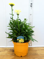Leucanthemum 'Real Goldcup' (3ltr)