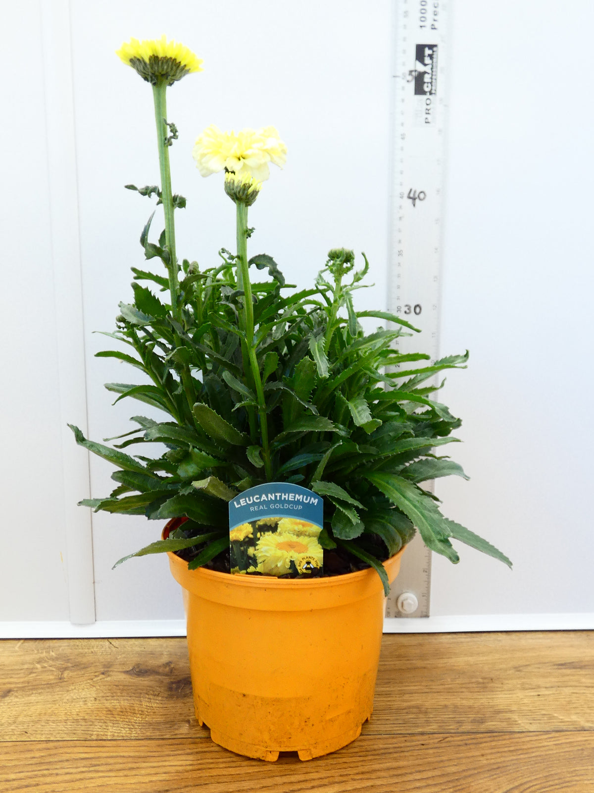 Leucanthemum 'Real Goldcup' (3ltr)