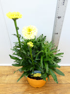 Leucanthemum 'Real Goldcup' (3ltr)