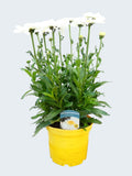 Leucanthemum 'Real Comet' (3ltr)