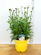 Leucanthemum 'Real Comet' (3ltr)