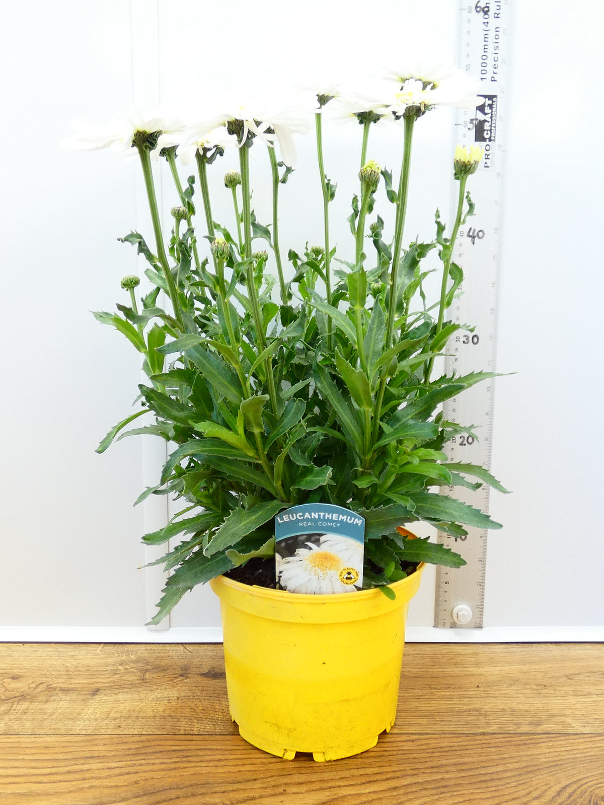 Leucanthemum 'Real Comet' (3ltr)