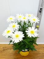 Leucanthemum 'Real Comet' (3ltr)
