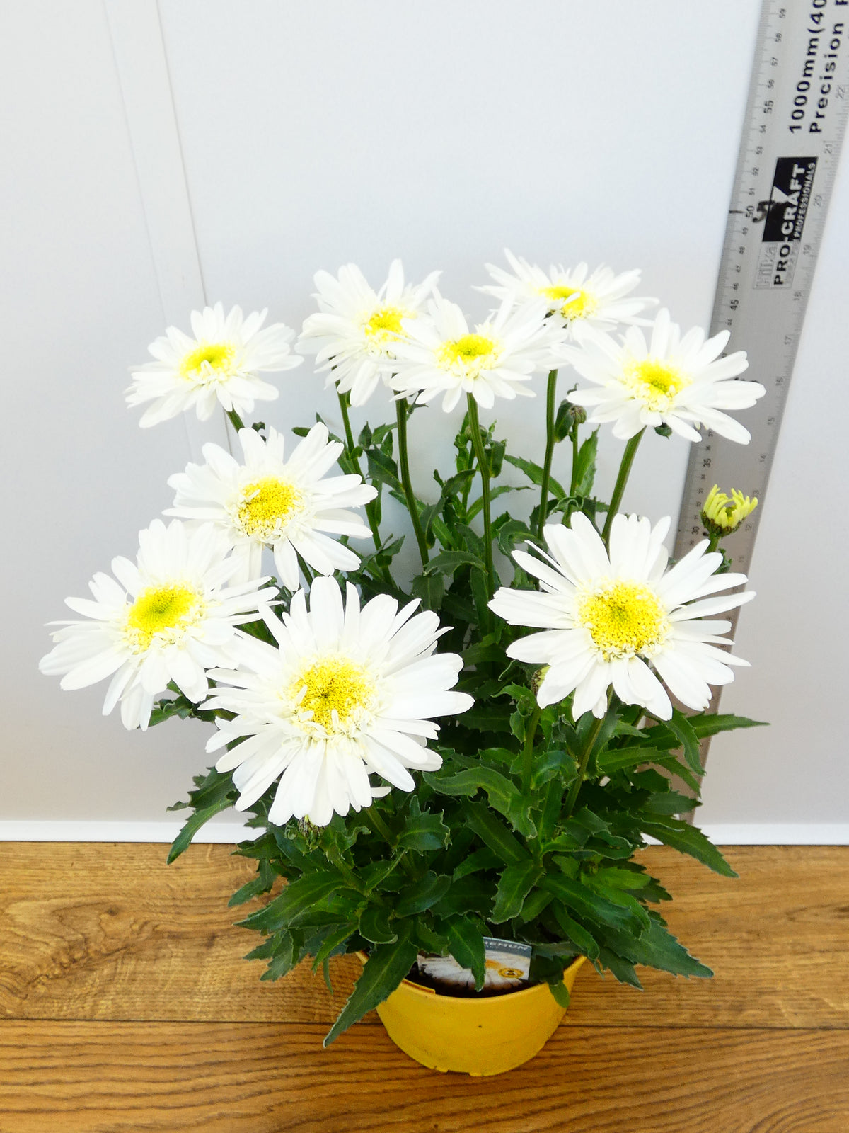 Leucanthemum 'Real Comet' (3ltr)