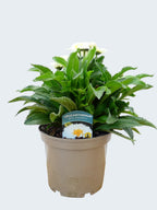 Leucanthemum 'Real Snowball' (3ltr)