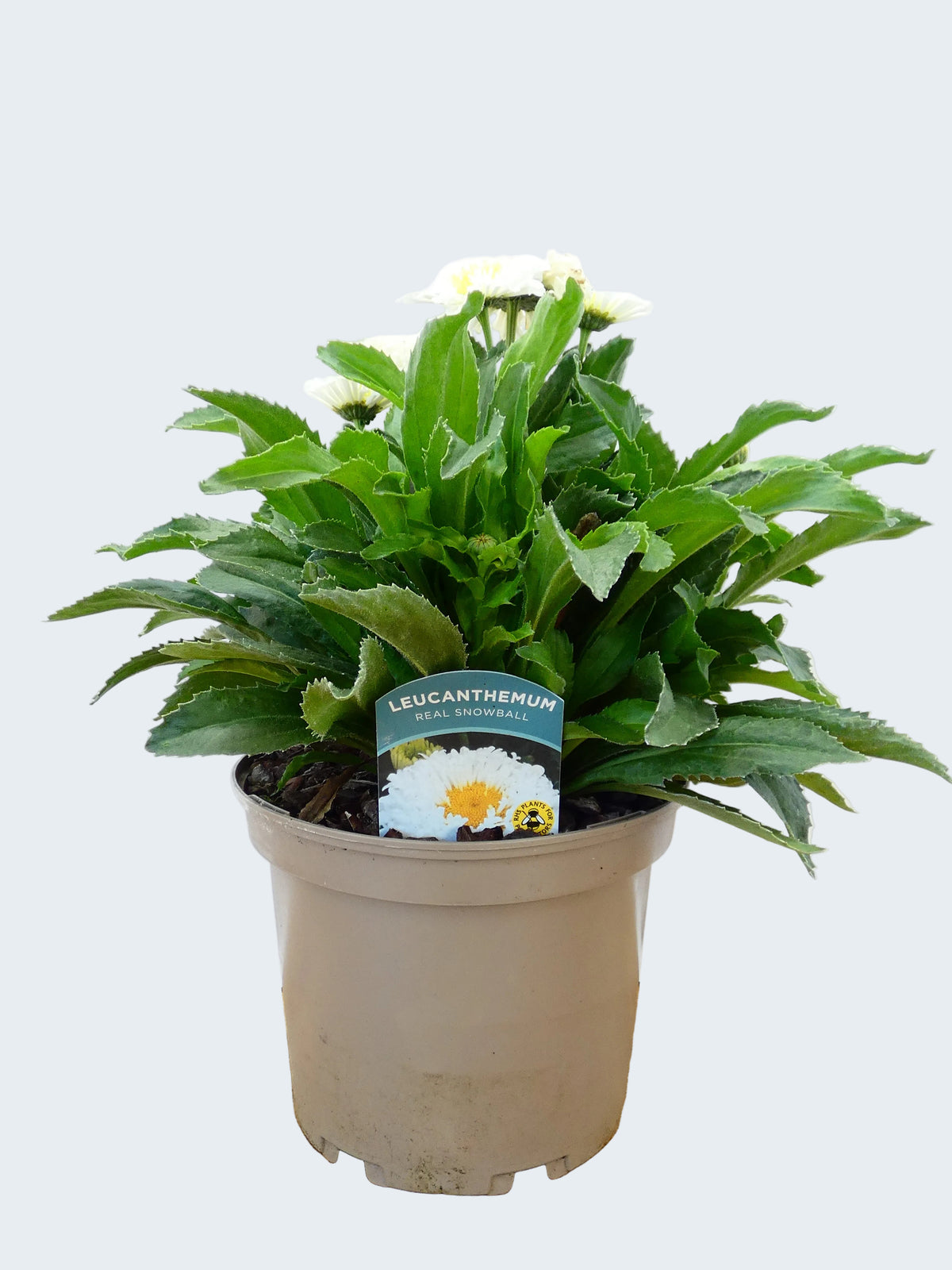 Leucanthemum 'Real Snowball' (3ltr)