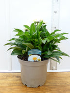Leucanthemum 'Real Snowball' (3ltr)