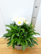 Leucanthemum 'Real Snowball' (3ltr)