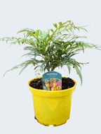Mahonia 'Volvano' (3ltr)