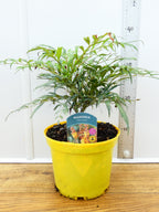 Mahonia 'Volvano' (3ltr)