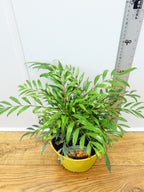 Mahonia 'Volvano' (3ltr)