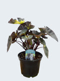 Colocasia 'Diamond Head' (3ltr)