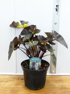 Colocasia 'Diamond Head' (3ltr)