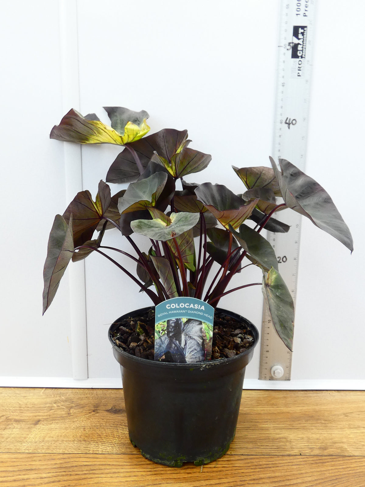 Colocasia 'Diamond Head' (3ltr)