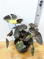 Colocasia 'Diamond Head' (3ltr)
