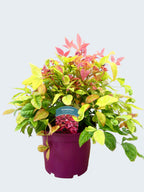 Nandina 'Blushing Pink' (3ltr)