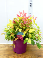 Nandina 'Blushing Pink' (3ltr)