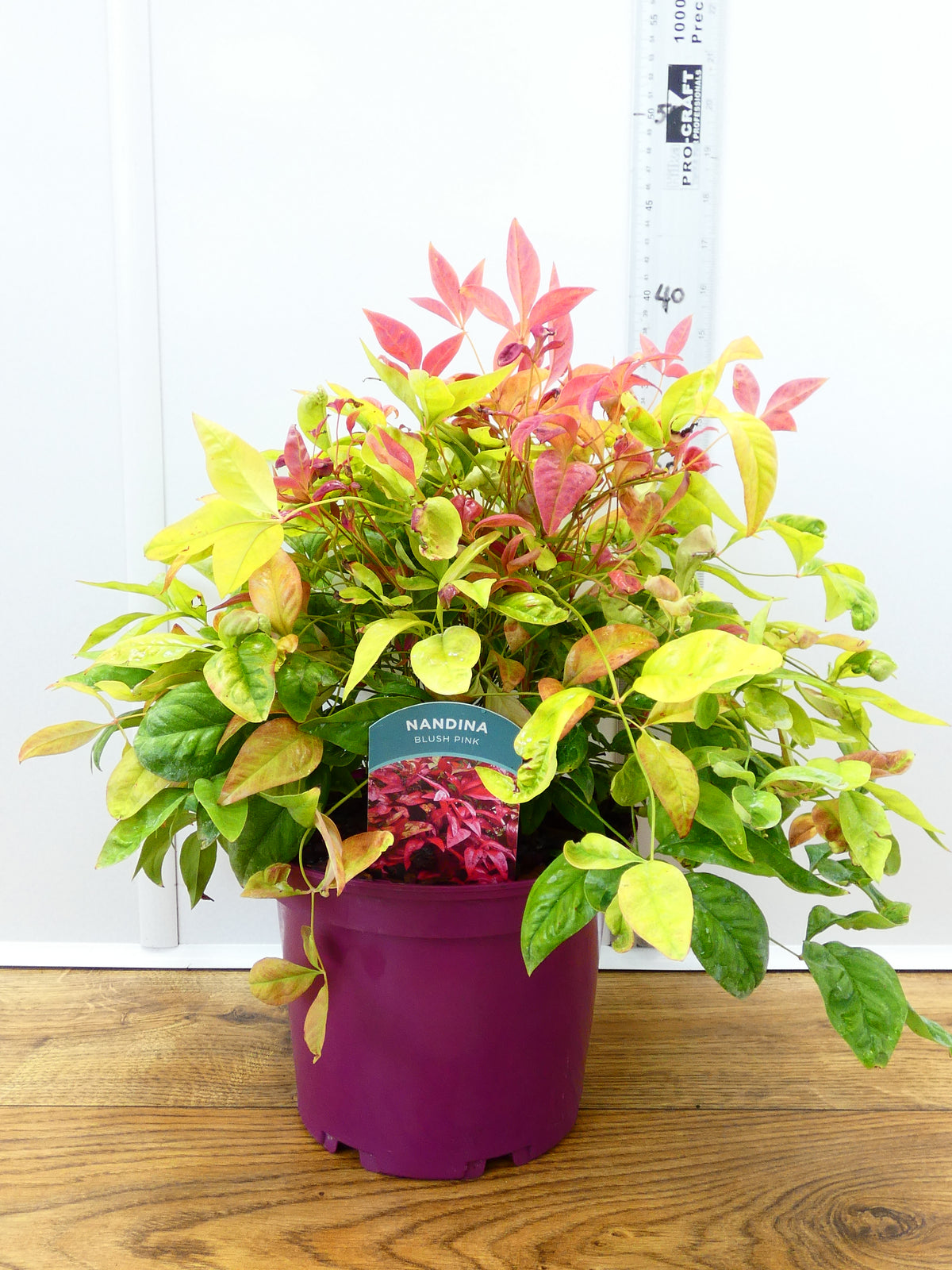 Nandina 'Blushing Pink' (3ltr)
