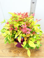 Nandina 'Blushing Pink' (3ltr)