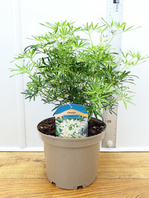 Choisya 'White Dazzler' (3ltr)