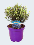 Pittosporum 'Tom Thumb' (3ltr)
