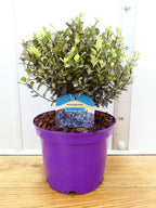 Pittosporum 'Tom Thumb' (3ltr)