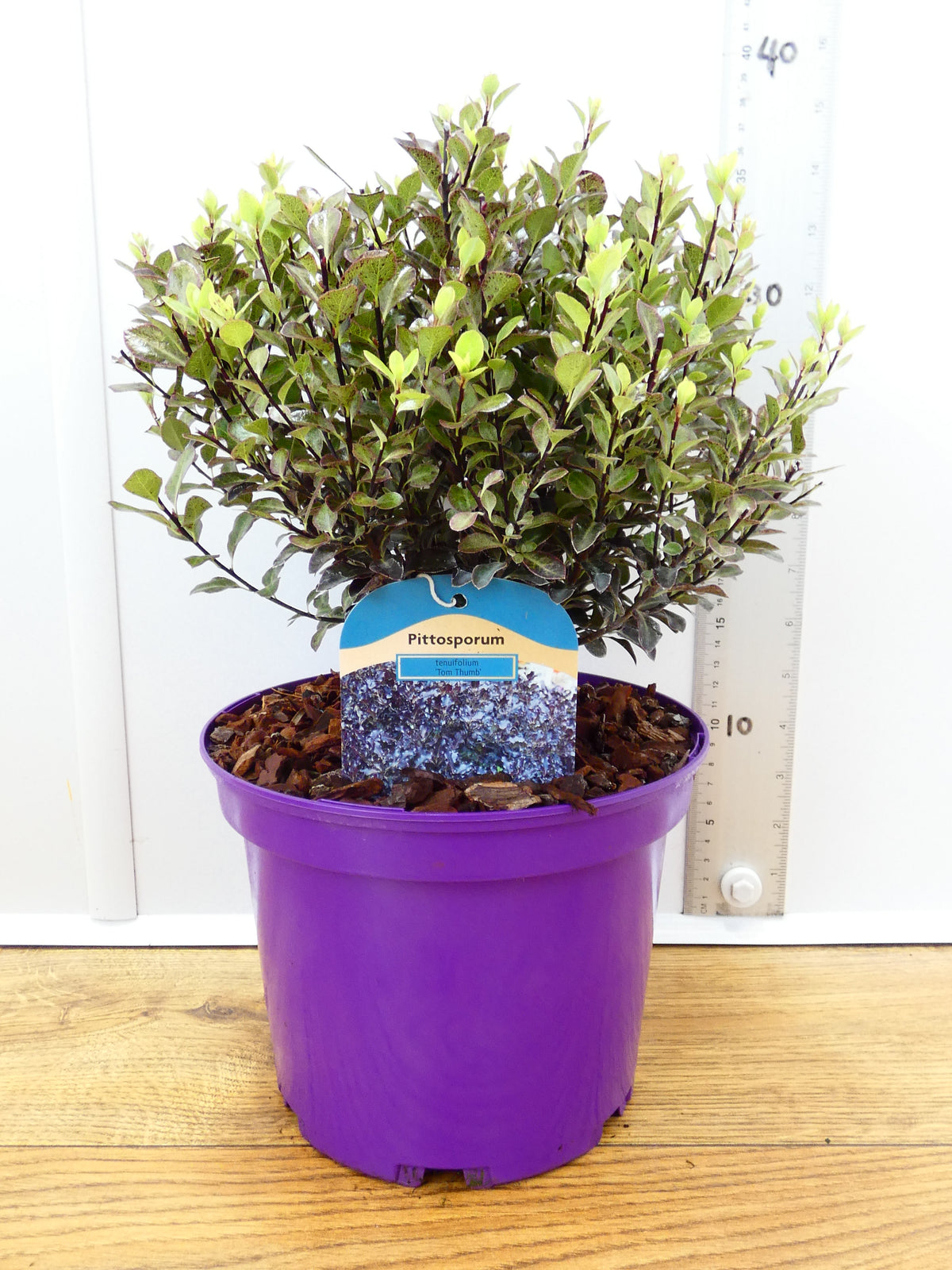 Pittosporum 'Tom Thumb' (3ltr)