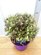 Pittosporum 'Tom Thumb' (3ltr)
