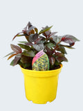 Lysimachia 'Fire Cracker' (2ltr)