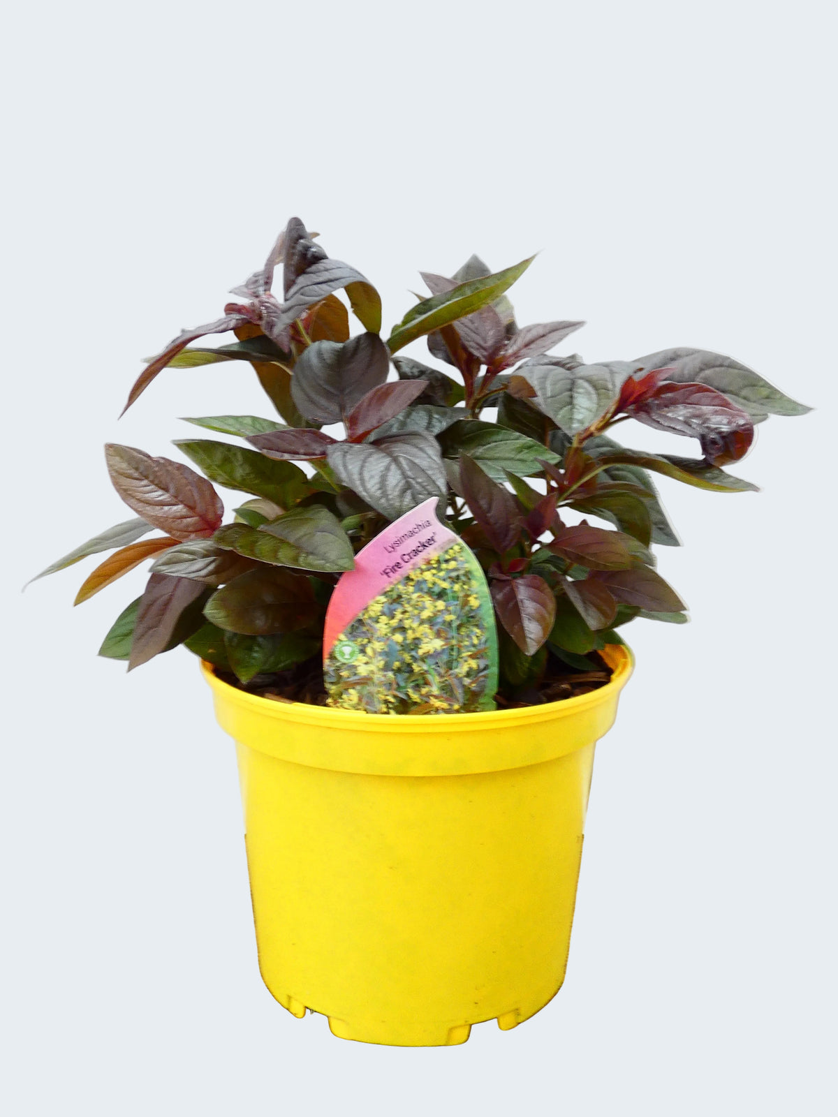 Lysimachia 'Fire Cracker' (2ltr)