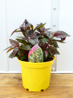 Lysimachia 'Fire Cracker' (2ltr)
