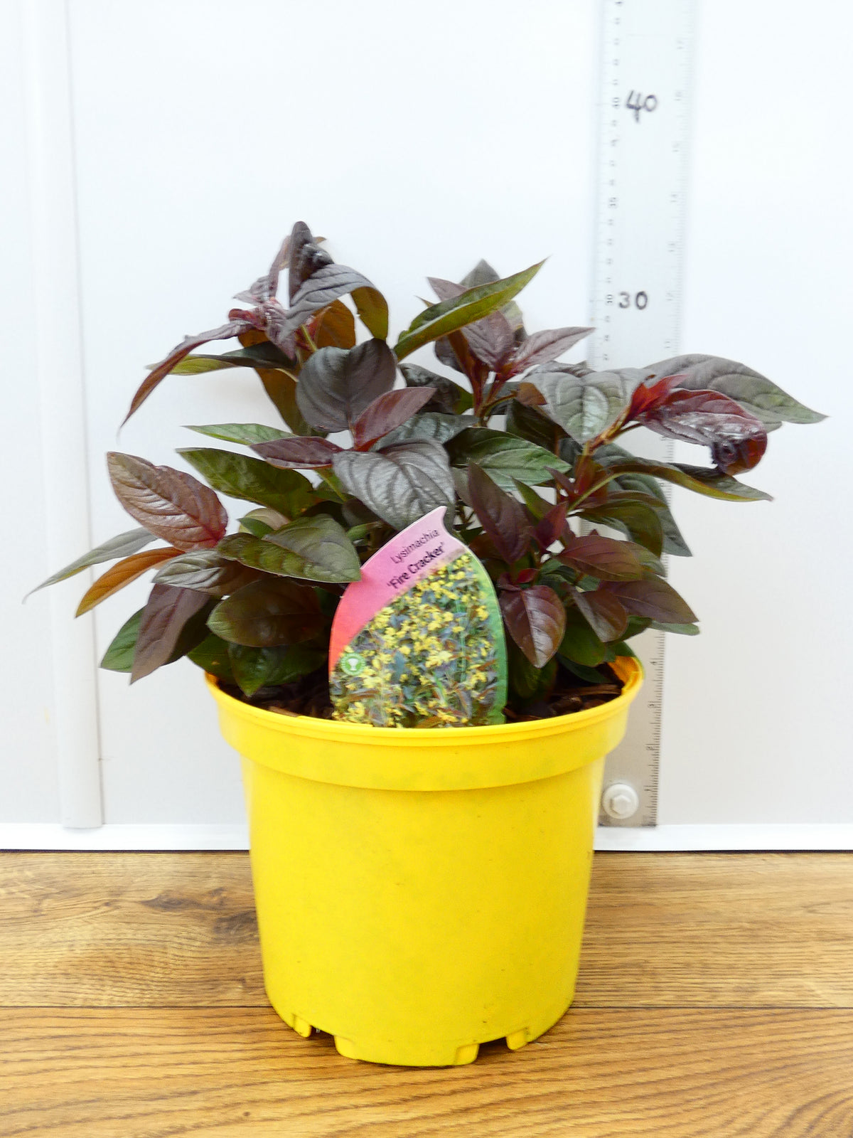 Lysimachia 'Fire Cracker' (2ltr)