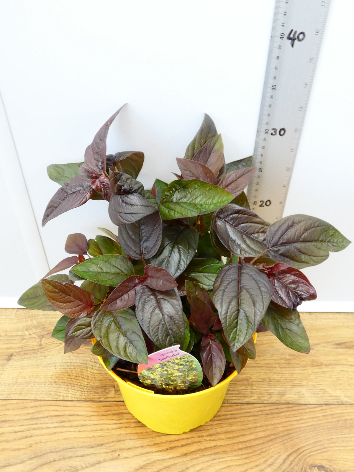 Lysimachia 'Fire Cracker' (2ltr)