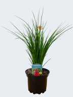 Kniphofia Poco 'Red' (2ltr)