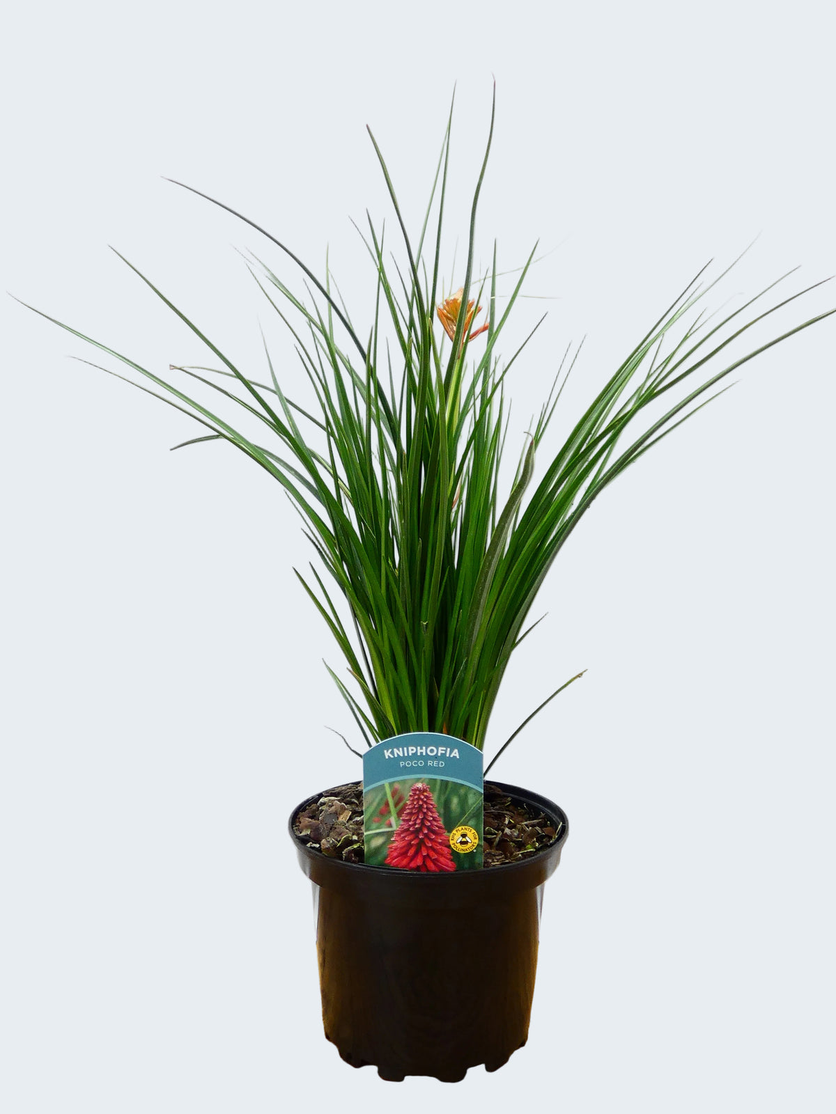 Kniphofia Poco 'Red' (2ltr)