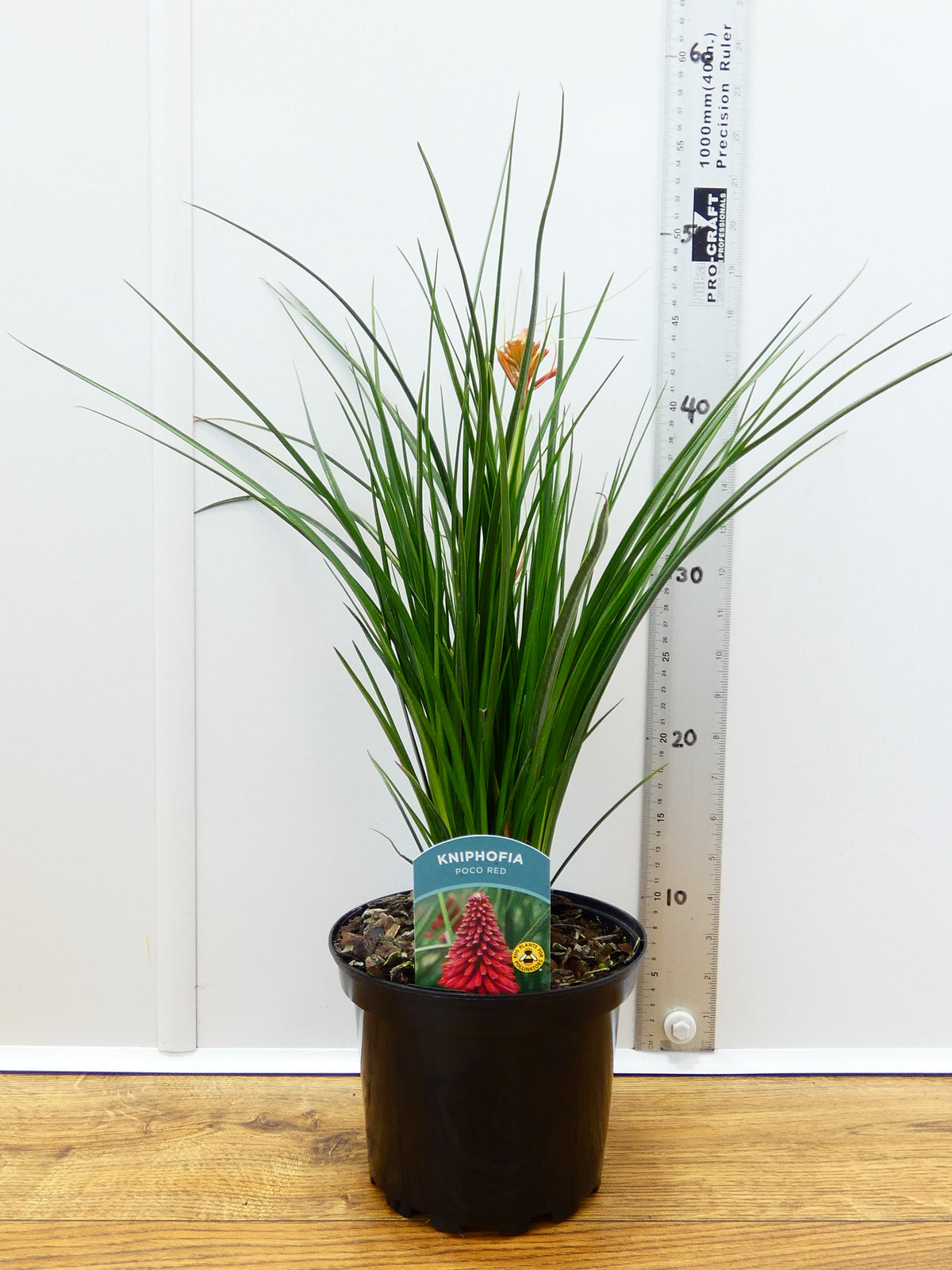 Kniphofia Poco 'Red' (2ltr)