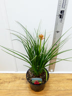 Kniphofia Poco 'Red' (2ltr)