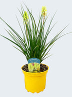 Kniphofia Poco 'Citron' (2ltr)