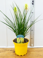 Kniphofia Poco 'Citron' (2ltr)