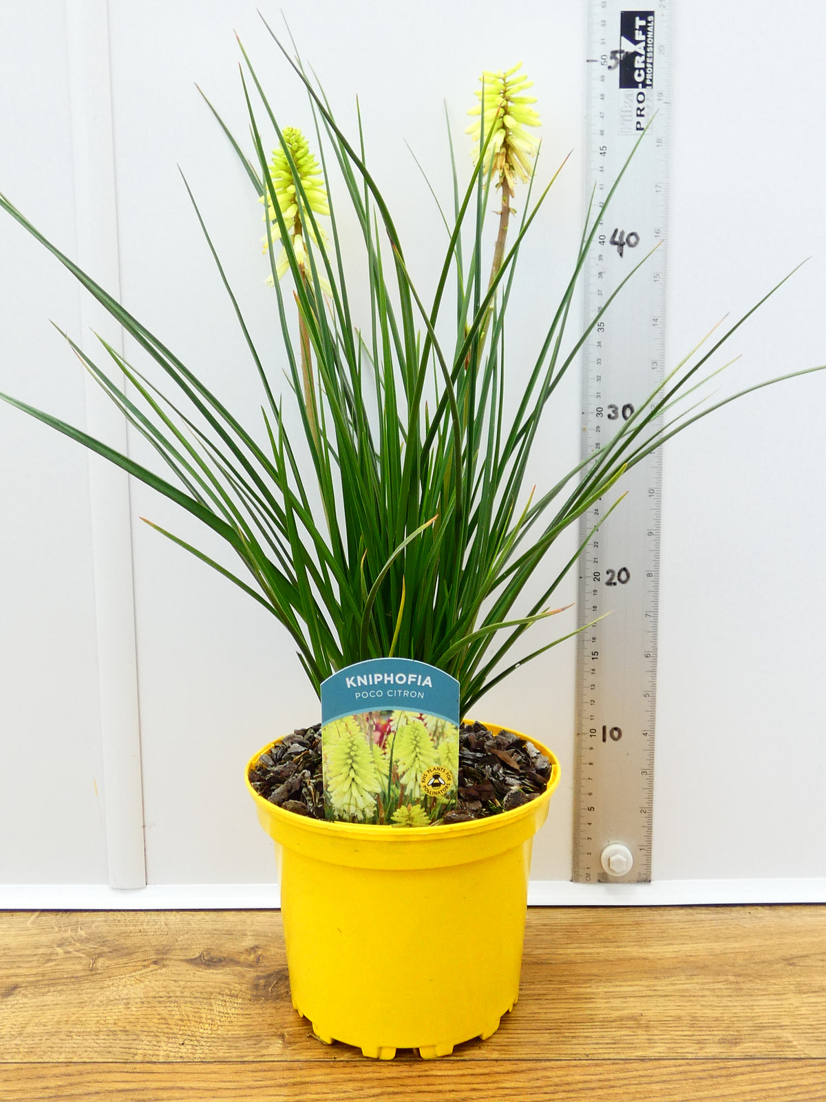 Kniphofia Poco 'Citron' (2ltr)