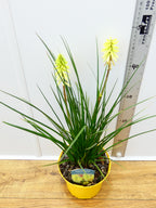 Kniphofia Poco 'Citron' (2ltr)