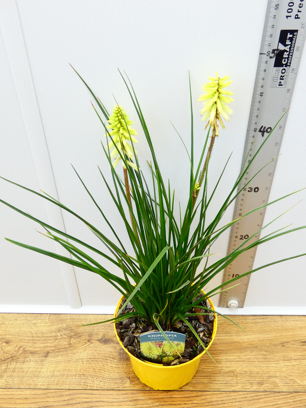Kniphofia Poco 'Citron' (2ltr)