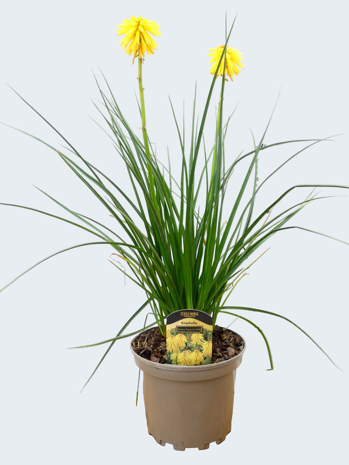 Kniphofia 'Banana Popsicle' (2ltr)