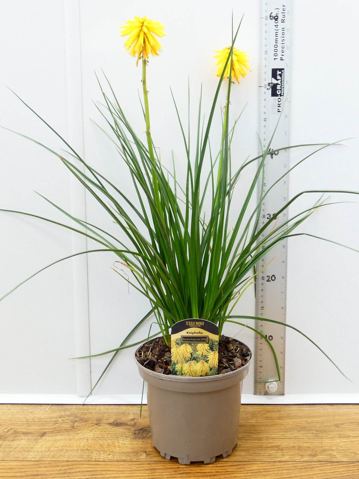 Kniphofia 'Banana Popsicle' (2ltr)