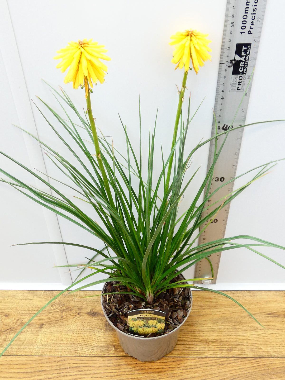 Kniphofia 'Banana Popsicle' (2ltr)